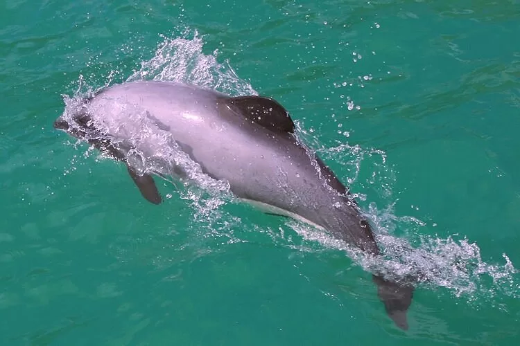 Black Cat Cruises — Akaroa Harbour Nature Cruise