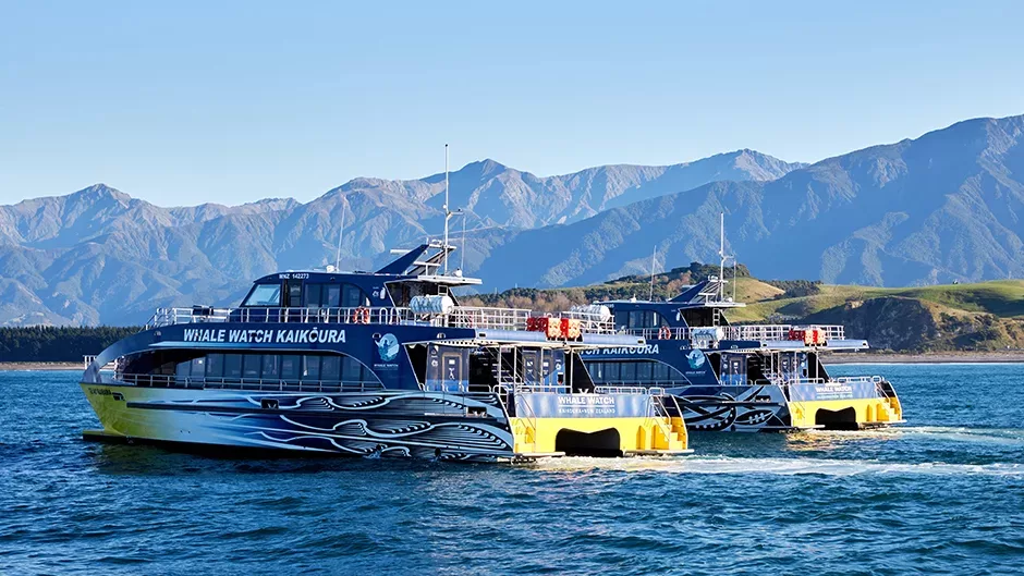 Whale Watch Kaikoura