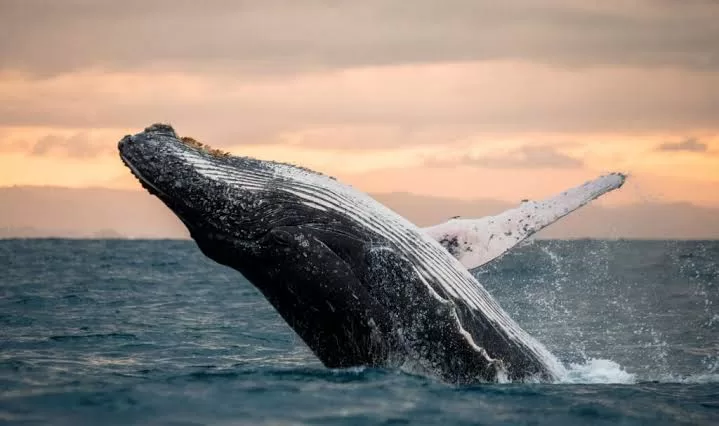 Whale Watch Kaikoura