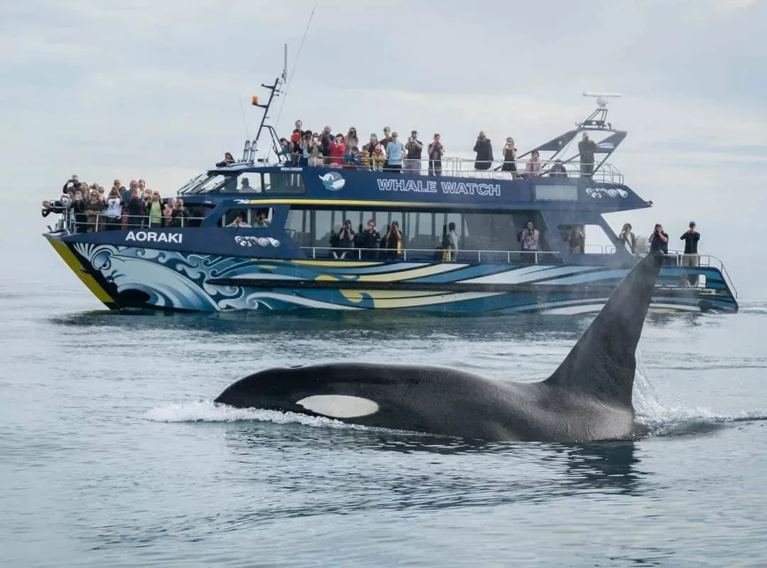 Whale Watch Kaikoura